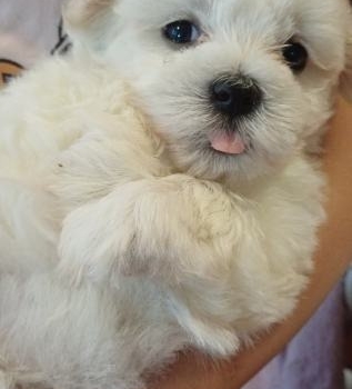 Ogłoszenie - Nasza piękna suczka wydała na świat śliczne szczenięta. - Dzierżoniów