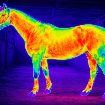 Ogłoszenie - Sprawdzenie dopasowanie siodła kamerą termowizyjna, tel. 504-746-203,  Wrocław, cennik