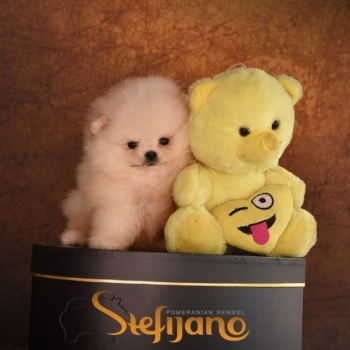 Ogłoszenie - Pomeranian BOO – Szczenięta najwyższej jakości