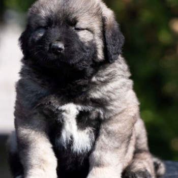 Ogłoszenie - Owczarek kaukaski – szczenięta