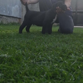 Ogłoszenie - Cane Corso piękne szczenięta