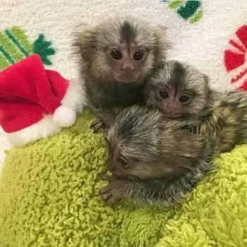 Ogłoszenie - Dostępny zdrowy samiec marmozety