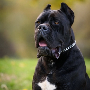 Ogłoszenie - Cane Corso – pies samiec na sprzedaż