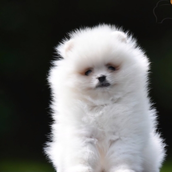 Ogłoszenie - Pomeranian Boo – przepiękne szczenięta