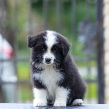 Ogłoszenie - Border Collie – Piękne szczenięta
