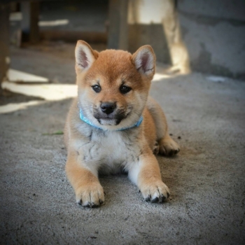 Ogłoszenie - Shiba Inu – Piękne szczenięta