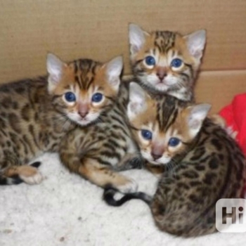 Ogłoszenie - Urocze kocięta bengalskie do adopcji - Piła