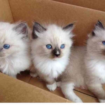 Ogłoszenie - Kocięta ragdoll do adopcji