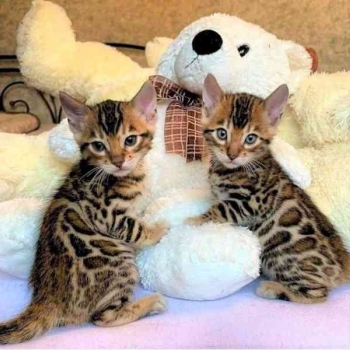 Ogłoszenie - Kocięta bengalskie do adopcji