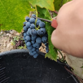 Ogłoszenie - Winobranie 2026 Francja - Świętokrzyskie