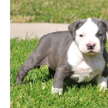Ogłoszenie - 5 szczeniąt rasy American Pitbull czekających na nowe domy z pełną dokumentacją. - Białołęka - 1 300,00 zł