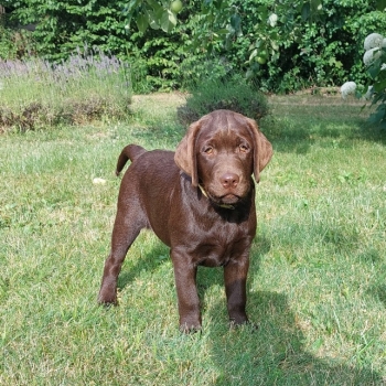 Ogłoszenie - Labrador Czekoladowy szczenię - Łódzkie - 3 500,00 zł