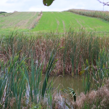 Ogłoszenie - 🌿 Twój azyl blisko Roztocza – siedlisko z własną sadzawką - Biłgoraj - 99 000,00 zł