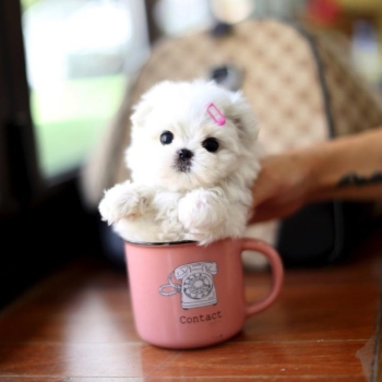 Ogłoszenie - śliczne miniaturowe maltańczyki do adopcji......................* - Łódź - 1 000,00 zł