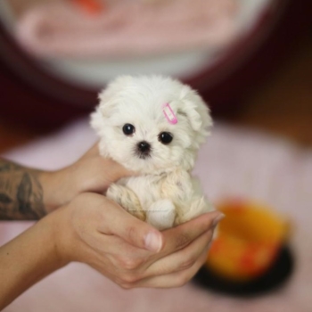 Ogłoszenie - śliczne miniaturowe maltańczyki do adopcji,,,,.......hhh - Olsztyn - 1 000,00 zł