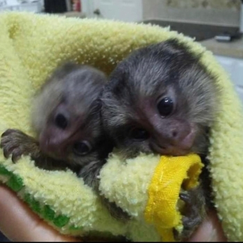 Ogłoszenie - Urocze młode marmozety na sprzedaż - Aleksandrów Kujawski - 2 500,00 zł