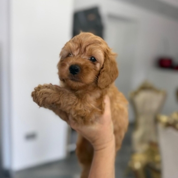 Ogłoszenie - Goldendoodle Piękne Szczenięta