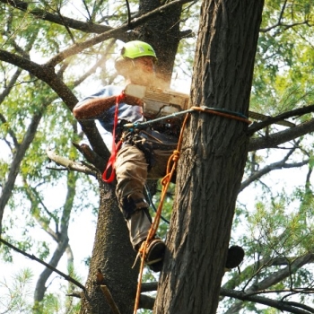 Ogłoszenie - ARBORYSTYKA, USŁUGI PODNOŚNIKIEM, REMBAKIEM I WIĘCEJ