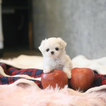 Ogłoszenie - śliczne miniaturowe maltańczyki do adopcji**************** - Zielona Góra - 1 000,00 zł