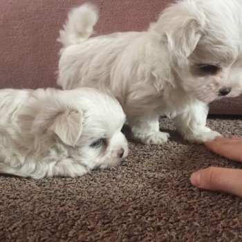Ogłoszenie - śliczne miniaturowe maltańczyki do adopcji,,,,....... - Warszawa - 1 000,00 zł