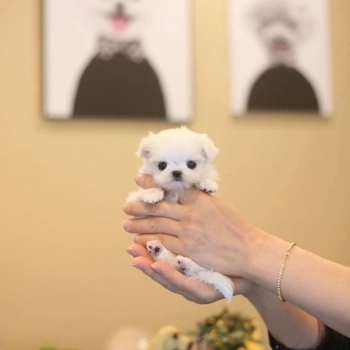 Ogłoszenie - śliczne miniaturowe maltańczyki do adopcji********* - Łęczna - 1 000,00 zł