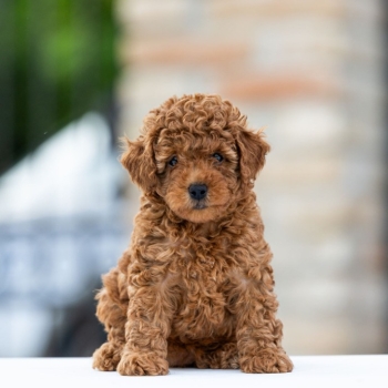 Ogłoszenie - Toy Poodle – szczenięta
