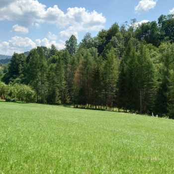 Ogłoszenie - Działka BUDOWLANA 30 ary Bieszczady, Bóbrka, k. SOLINA - Podkarpackie - 490 000,00 zł