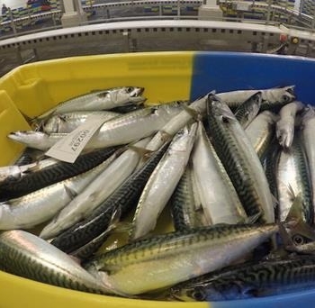 Ogłoszenie - Wholesale Frozen Atlantic Mackerel for Sale - Norwegia