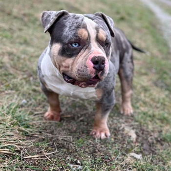 Ogłoszenie - American Bully Pocket – samiec i samica na sprzedaż