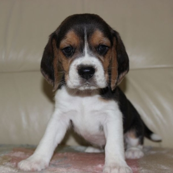 Ogłoszenie - Beagle szczeniaczki ZKwP FCI po Championie