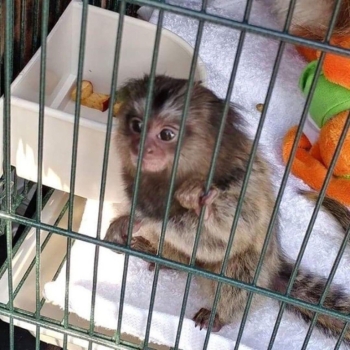 Ogłoszenie - Wspaniałe marmozety szukają nowego domu