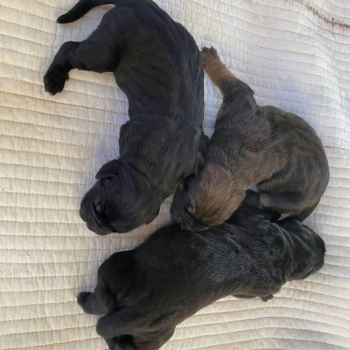Ogłoszenie - Ieškote naujo pūkuoto šeimos nario – cane corso šuniukai pasiruošę
