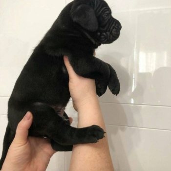 Ogłoszenie - cane corso šuniukai pasiruošę