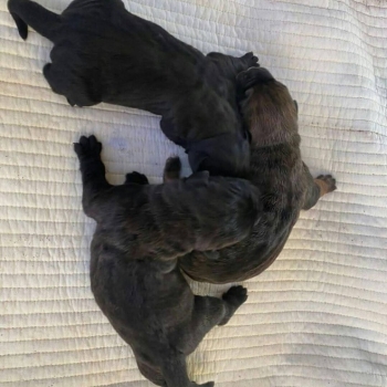 Ogłoszenie - Penki žavingi 3 mėnesių amžiaus cane corso šuniukai pasiruošę rasti savo amžinus namus - Warmińsko-mazurskie - 250,00 zł
