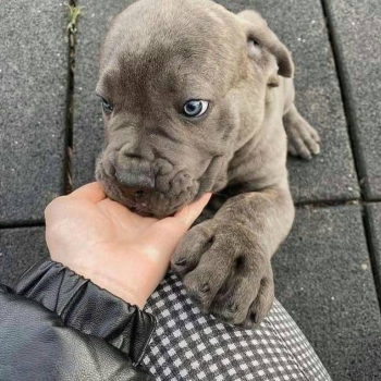 Ogłoszenie - Ieškote naujo pūkuoto šeimos nario – cane corso šuniukai pasiruošę - Lubelskie
