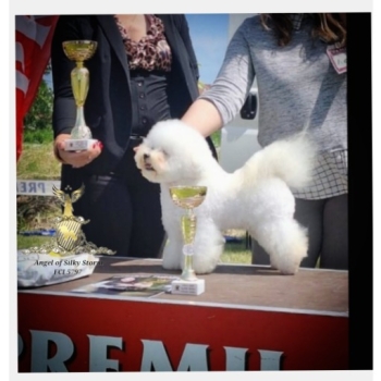Ogłoszenie - Bichon Frise – piękne szczenięta