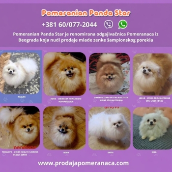 Ogłoszenie - Hodowla Pomeranian oferuje młode suczki na sprzedaż