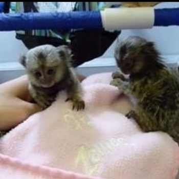 Ogłoszenie - Inteligentne młode marmozety do adopcji