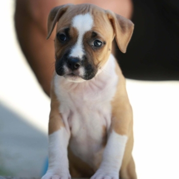 Ogłoszenie - American Staffordshire Terrier – szczenięta