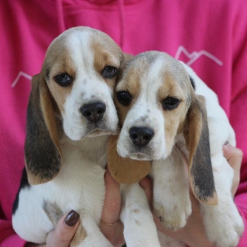 Ogłoszenie - Beagle - szczeniaczki ZKwP po Championie Polski - Częstochowa - 3 000,00 zł