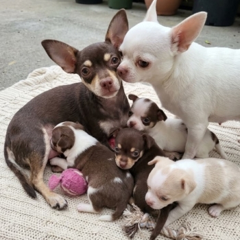 Ogłoszenie - Chihuahua zarejestrowane w Kennel Club na sprzedaż - Słubice - 700,00 zł