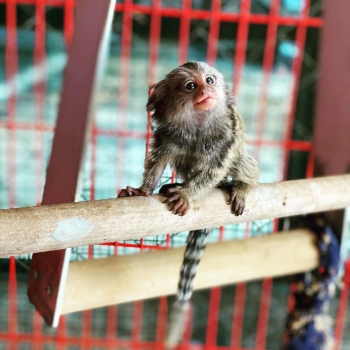 Ogłoszenie - Na sprzedaż marmozety karłowate (pigmejki)