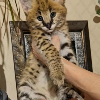 Ogłoszenie - Kocięta serwala i karakala z młodym kotem savannah