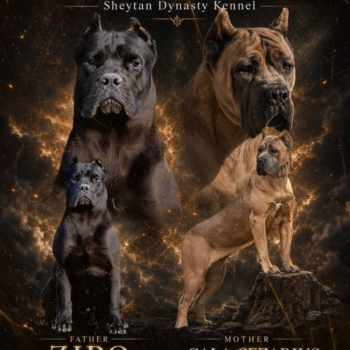 Ogłoszenie - Cane Corso piękne szczenięta