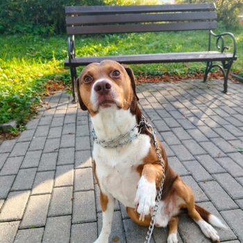 Ogłoszenie - Pies do adopcji - Chełmno