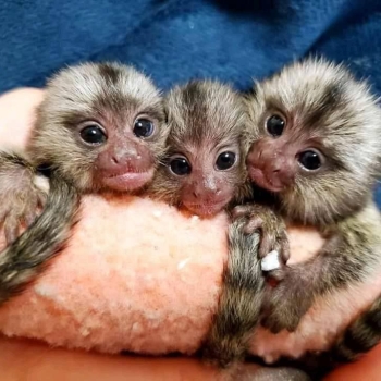 Ogłoszenie - Przepiękne marmozety do adopcji - Golub-Dobrzyń