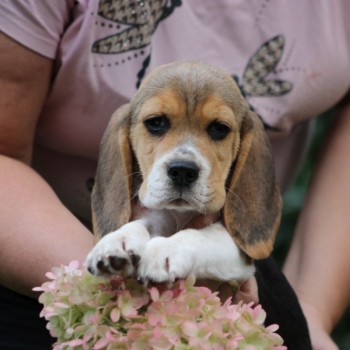 Ogłoszenie - Beagle Panny do wzięcia  ZKwP/FCI  po Champione Polski - Częstochowa - 3 000,00 zł