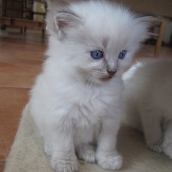 Ogłoszenie - Kocięta rasy Ragdoll. Napisz do nas na WhatsApp, aby uzyskać szczegóły: +4917667652853
