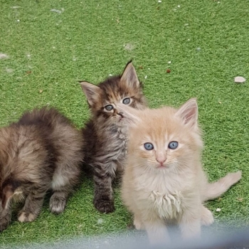Ogłoszenie - Kocięta rasy Maine Coon. Napisz do nas na WhatsApp, aby uzyskać szczegóły: +4917667652853