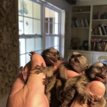 Ogłoszenie - Marmozety karłowate do adopcji - Lubelskie